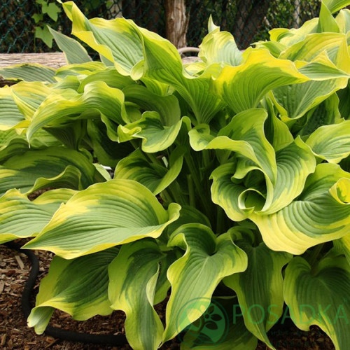 картинка Хоста Atlantis (Атлантис) 