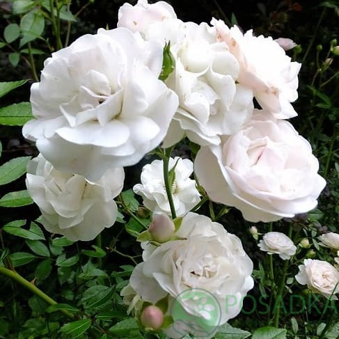 картинка Роза штамбовая Сиа Фом 