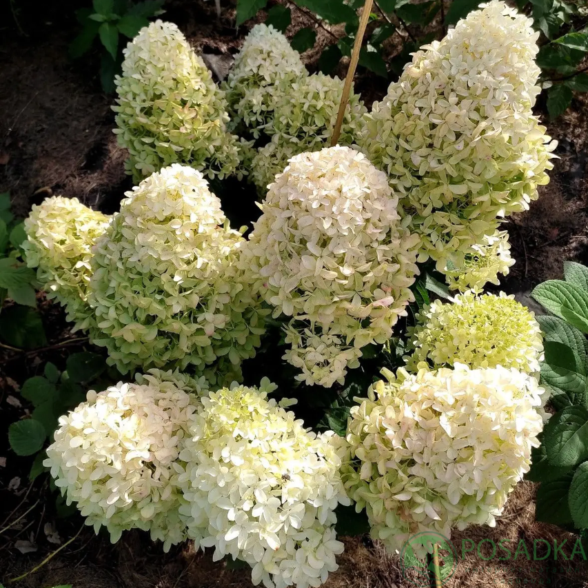 картинка Гортензия метельчатая Скайфолл (Hydrangea paniculata Skyfall) С2 