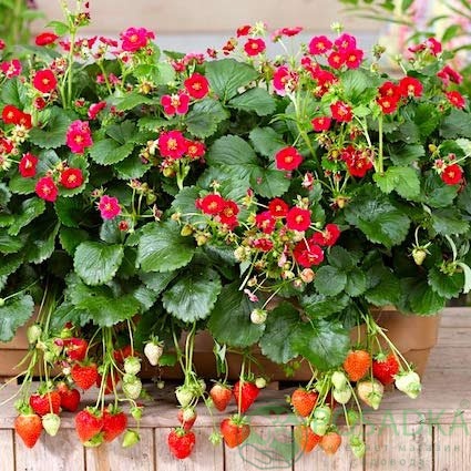 картинка Клубника Саммер Бриз F1 (контейнер) 