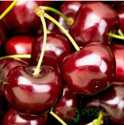 картинка Черешня Каталин 