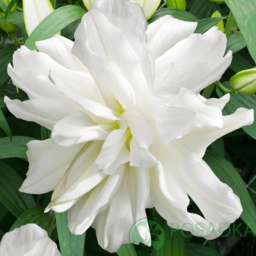 картинка Лилия Lotus Ice  картинка Лилия Lotus Ice