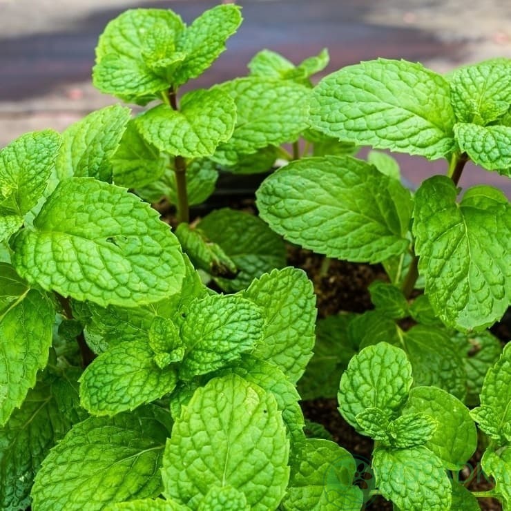 картинка Мята круглолистная Яблочная  картинка Мята круглолистная Яблочная