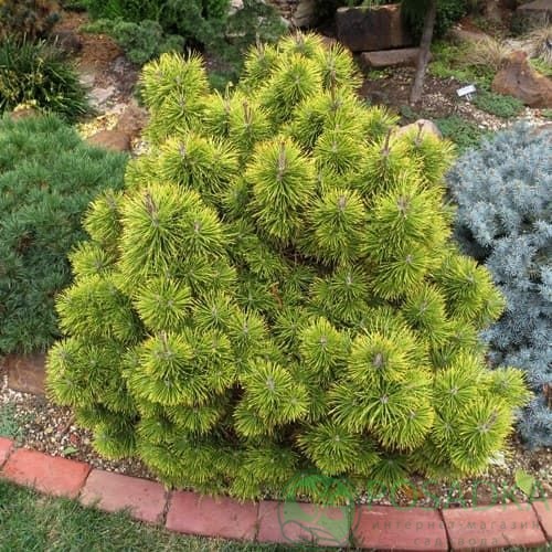 картинка Сосна горная Зюндерт 3л. 