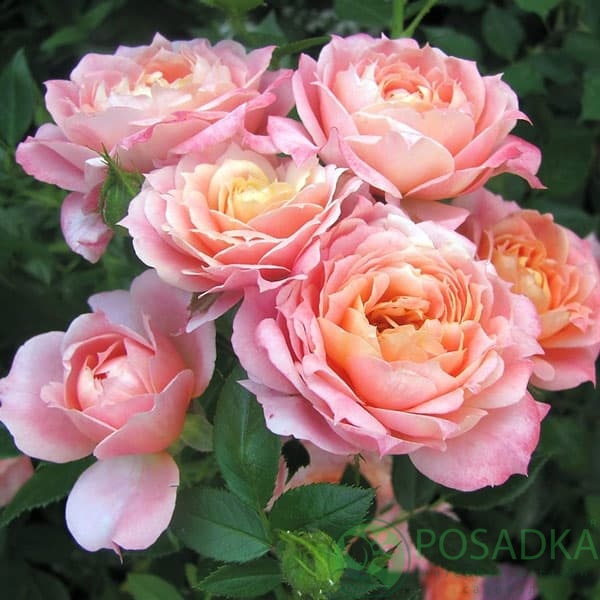 картинка Роза флорибунда Бриоза 