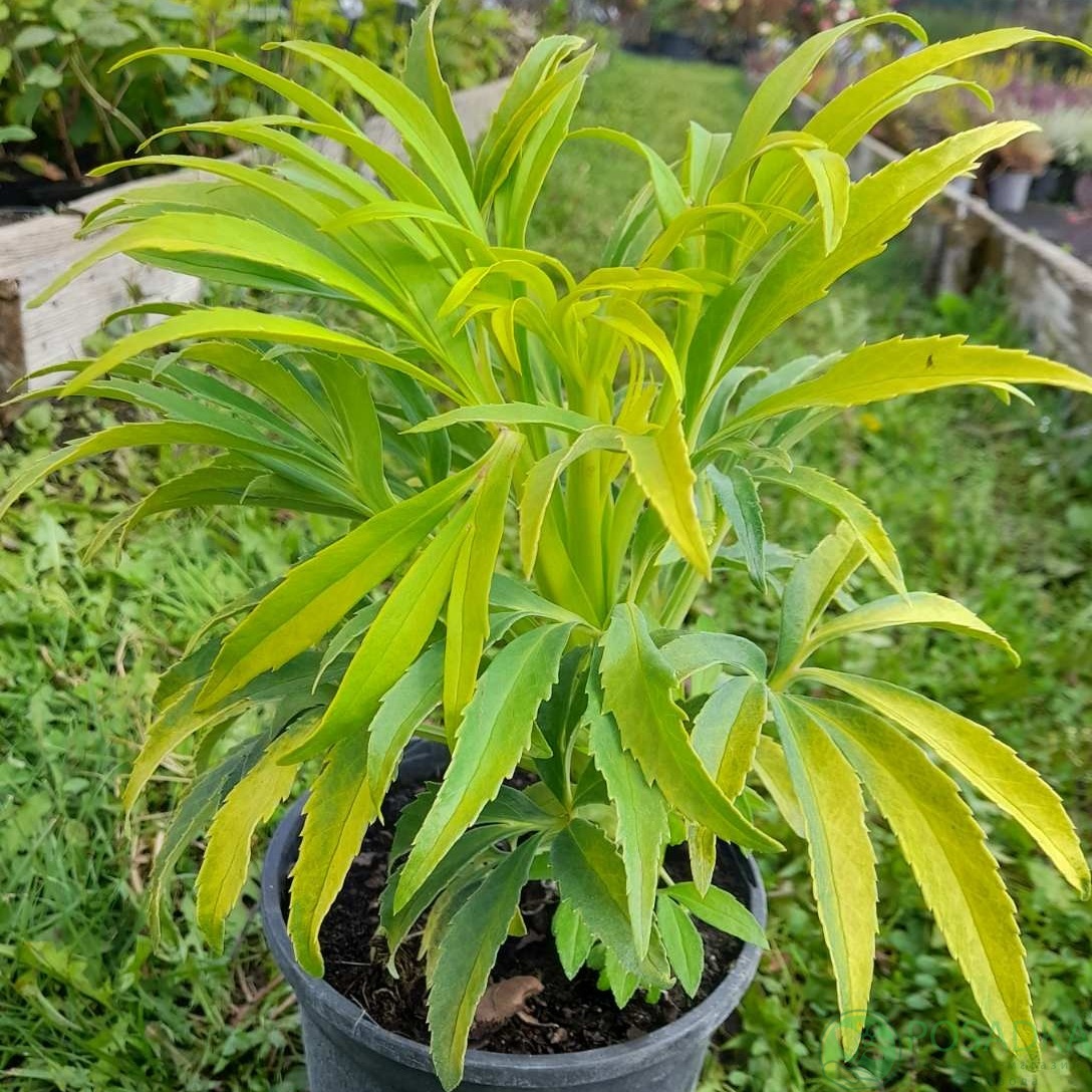 картинка Морозник Yellow Wilgenbroek 