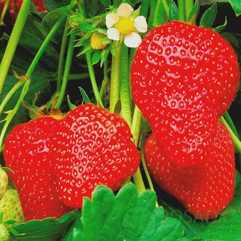 картинка Клубника Аллегро 