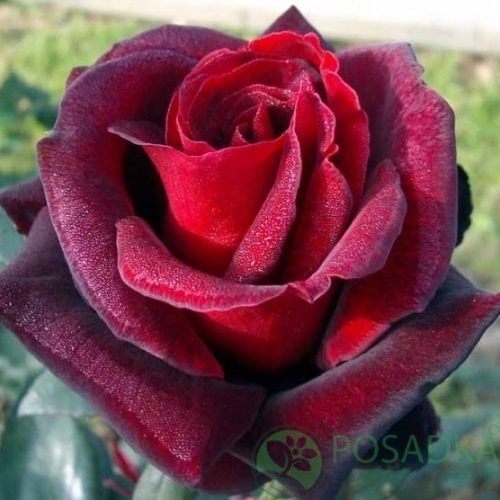 картинка Роза чайно-гибридная Баркароле С2 