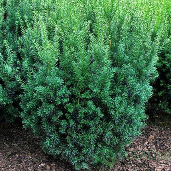 картинка Тис средний Kazio 3л  картинка Тис средний Kazio 3л