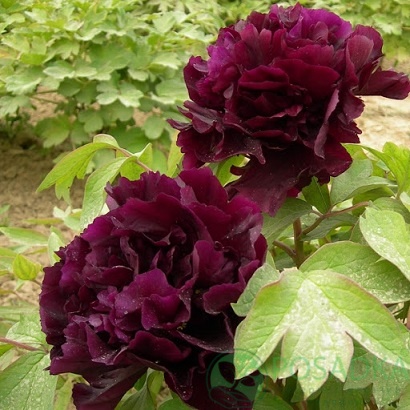 картинка Пион древовидный Paeonia suffr. black 
