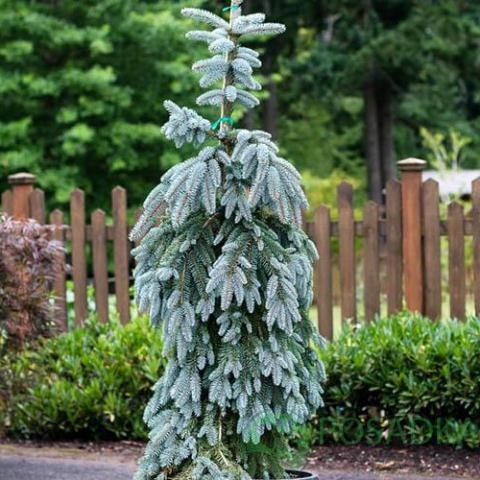 картинка Ель колючая Glauca Pendula (Глаука Пендула) 5л 