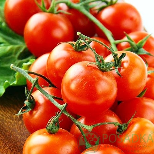 картинка Семена Томат Цифомандра 0,1 г, Seedera 