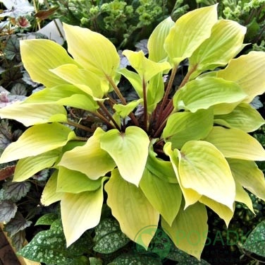 картинка Хоста Fire Island 