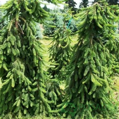 картинка Ель сизая (канадская) Пендула 