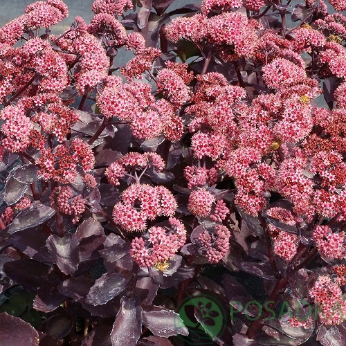 картинка Очиток (седум) видный "Cherry Truffle"  картинка Очиток (седум) видный "Cherry Truffle"