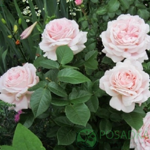 картинка Роза чайно-гибридная Эмезинг Грейс 