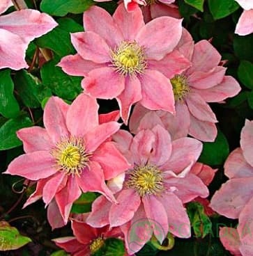 картинка Клематис Little Mermaid 