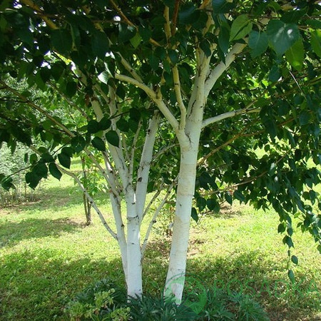 картинка Береза полезная Жакмана / Betula utilis Jacquemontii Mst 