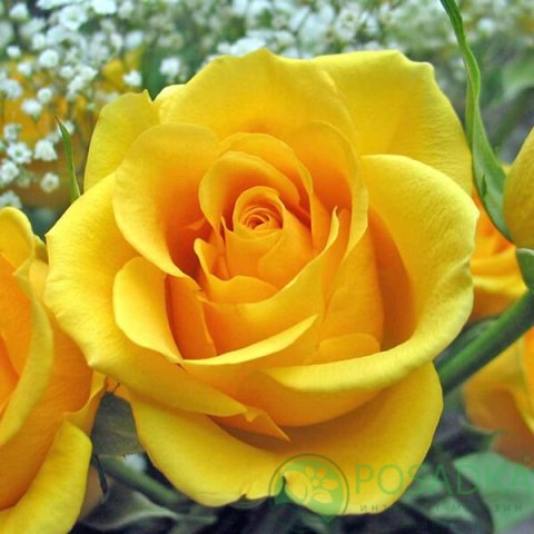 картинка Роза штамбовая (Керио, Омаж а Барбара) 