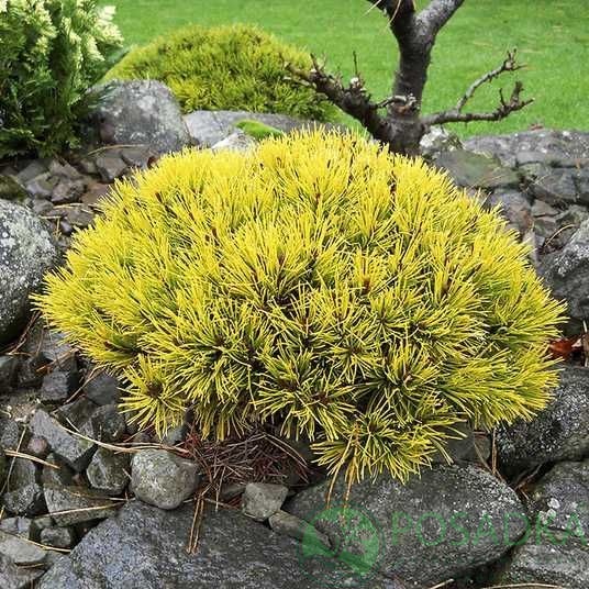 картинка Сосна горная Winter Gold (Винтер Голд) 