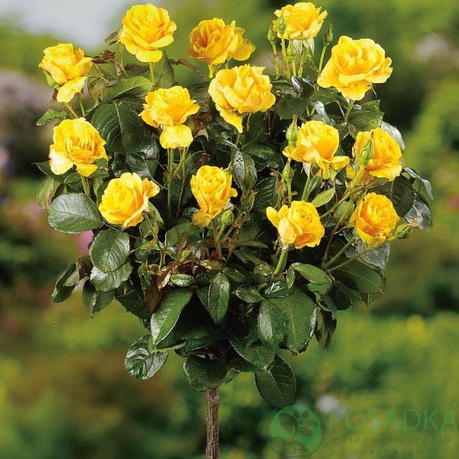 картинка Роза штамбовая Керио 