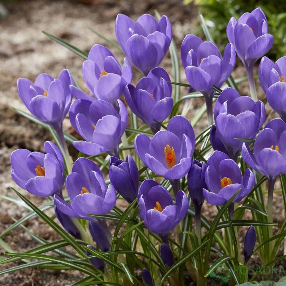 картинка Крокус Aqua  картинка Крокус Aqua