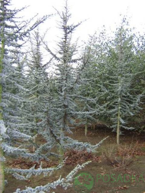 картинка Кедр ливанский Глаука (Cedrus libani Glauca) 2л 