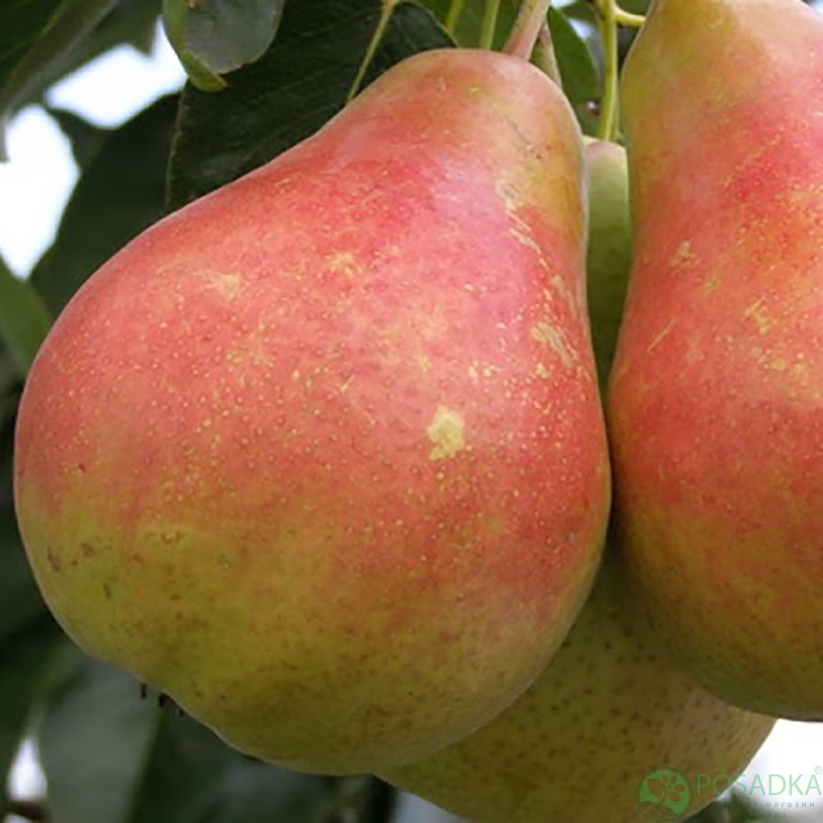 картинка Груша Милада 