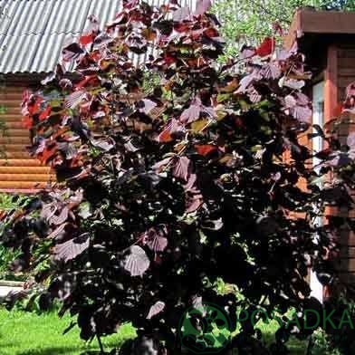 картинка Фундук Варшавский краснолистный (контейнер) 