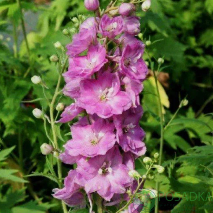 картинка Дельфиниум Magic Fountains Lilac Pink White Bee 