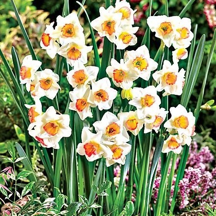 картинка Нарцисс Doll Baby (3шт) 