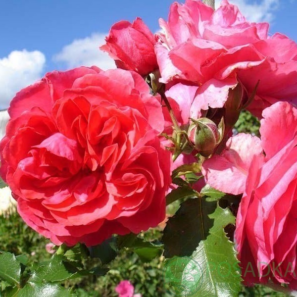 картинка Роза парковая Памяти Высоцкого 