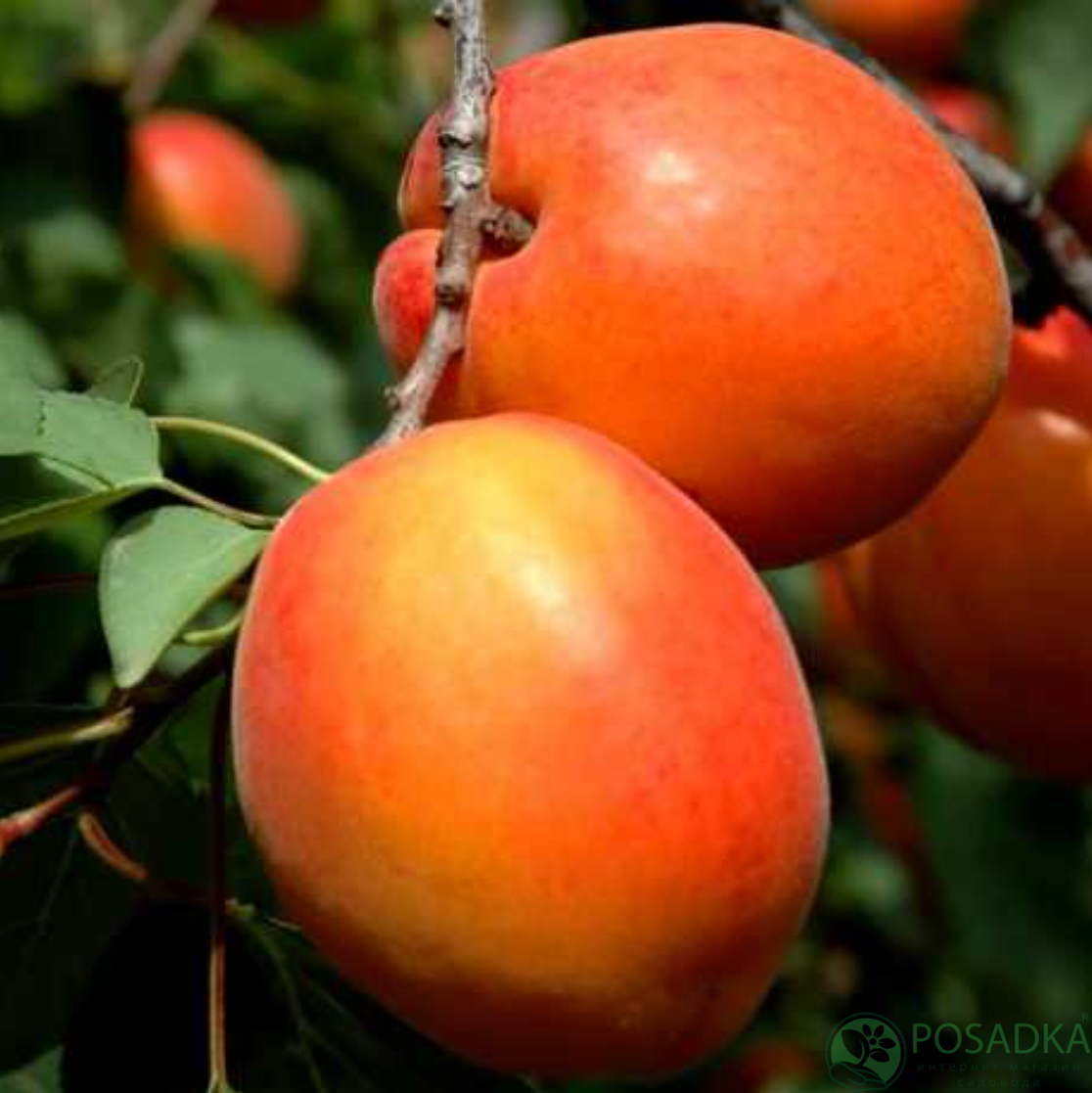 картинка Абрикос Сияние 