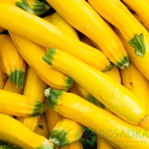 картинка Семена кабачок Атена Полька F1 10шт, SeedEra 