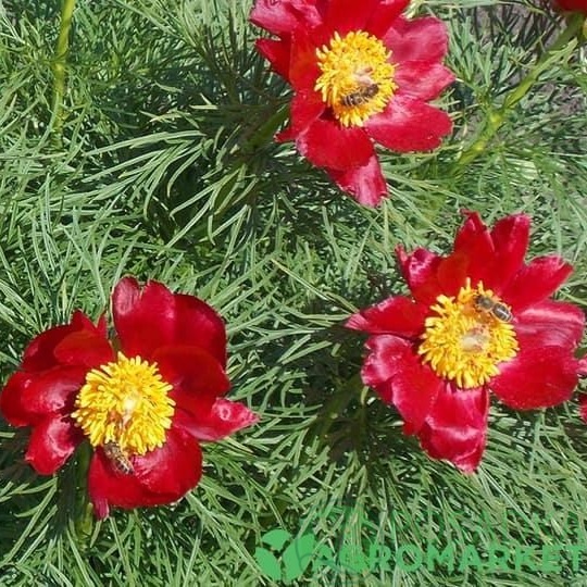 картинка Пион тонколистный 