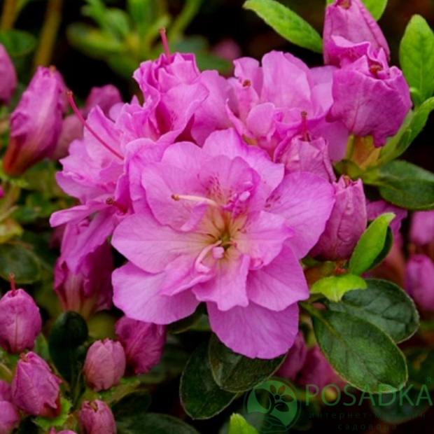 картинка Рододендрон Thekla  картинка Рододендрон Thekla