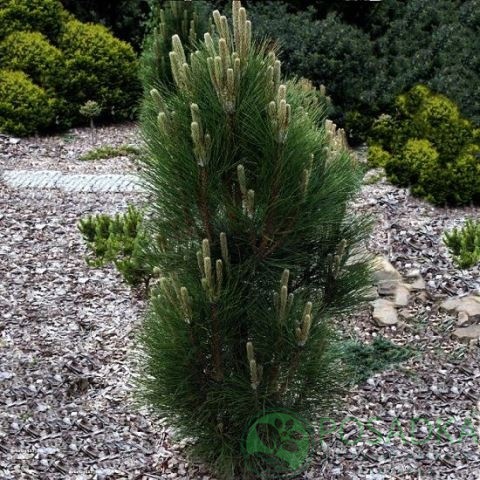 картинка Сосна черная Грин Рокет 