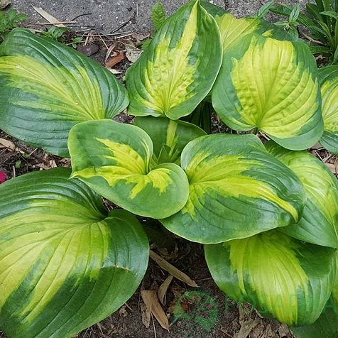 картинка Хоста Enchiladas 