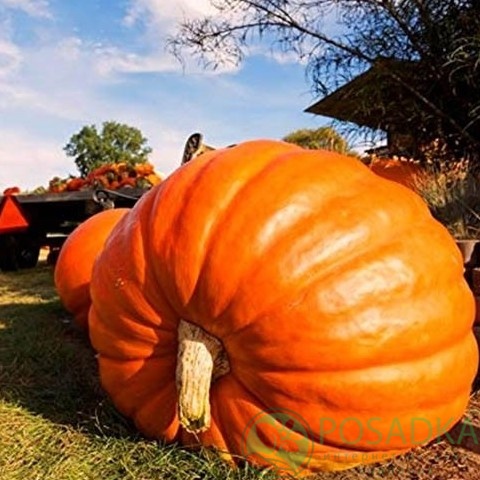 картинка Семена Тыква Титан  2 г, Seedera 