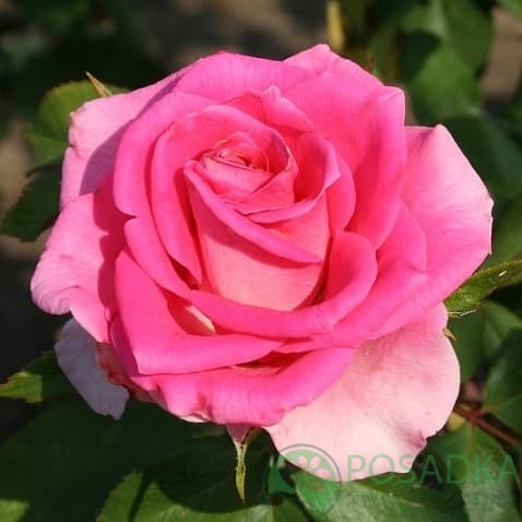 картинка Роза чайно-гибридная Равель 