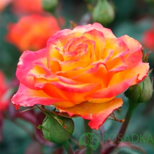 картинка Роза чайно-гибридная Солнышко (Sun) 