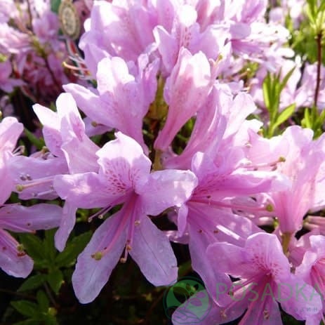 картинка Азалия Western Lights 3л 