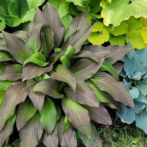 картинка Хоста First Blush 