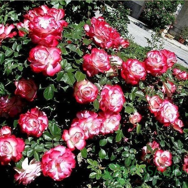 картинка Роза флорибунда Жюбиле дю Принц де Монако 