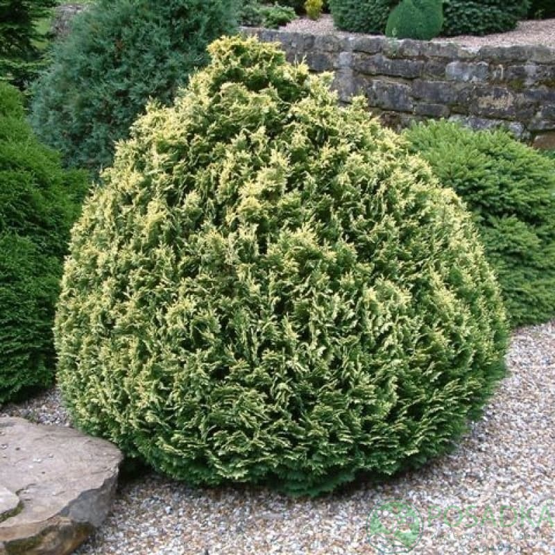 картинка Кипарисовик Лавсона Pygmaea Argentea 