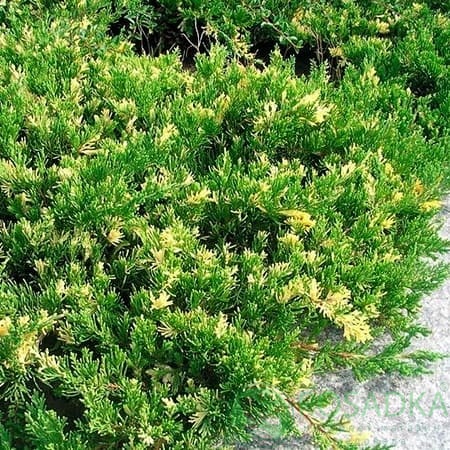 картинка Можжевельник казацкий Variegata 