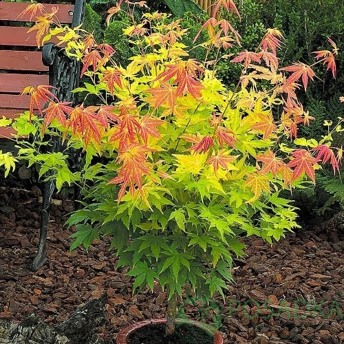 картинка Клен пальмолистный Orange Dream 