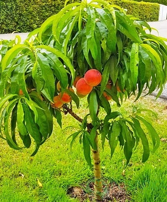 картинка Персик колоновидный на штамбе Медовый  картинка Персик колоновидный на штамбе Медовый
