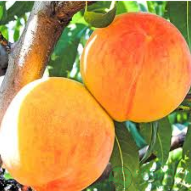 картинка Персик Беби Голд 