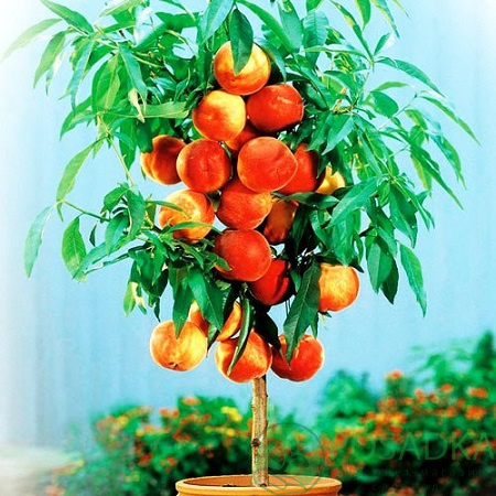 картинка Персик колоновидный Тотем садовода 